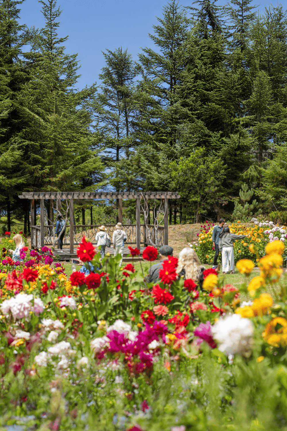 Lush garden with vibrant flowers and tall pine trees, perfect for outdoor adventures and nature exploration.