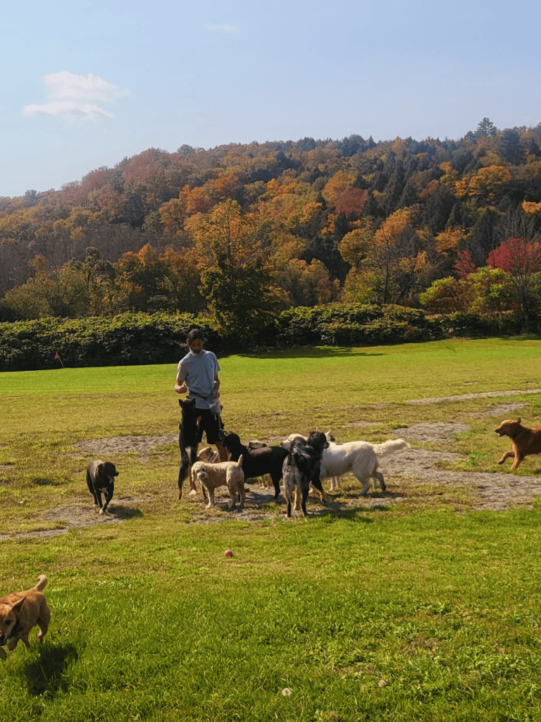 Dog training with multiple puppies in a scenic outdoor park during autumn.