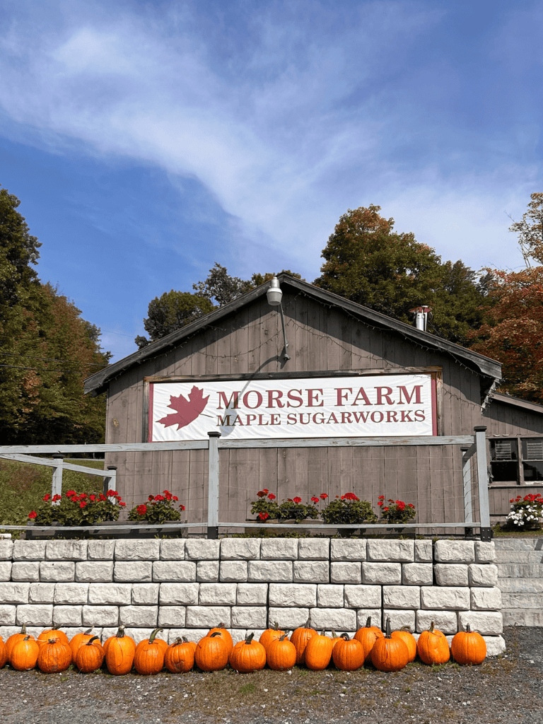 Vineyard pumpkin display at Morse Farm Maple Sugarworks in Vermont.