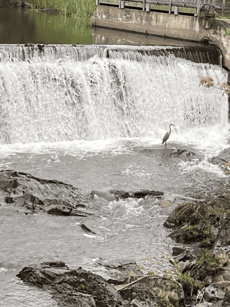 Majestic heron standing by waterfall at QuestForDirections.