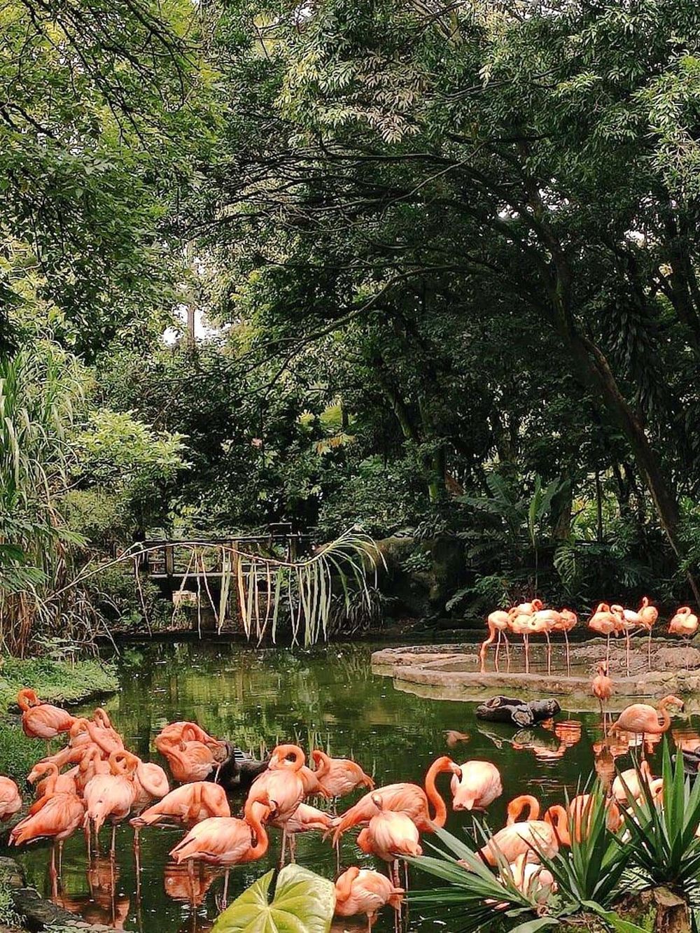 Flamingos in a lush jungle setting with a pond and dense green foliage, ideal for nature and wildlife enthusiasts.