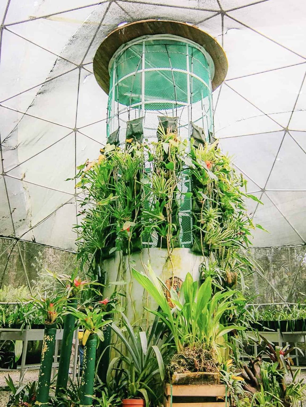 Vibrant indoor plant display inside geodesic dome greenhouse at QuestForDirections.