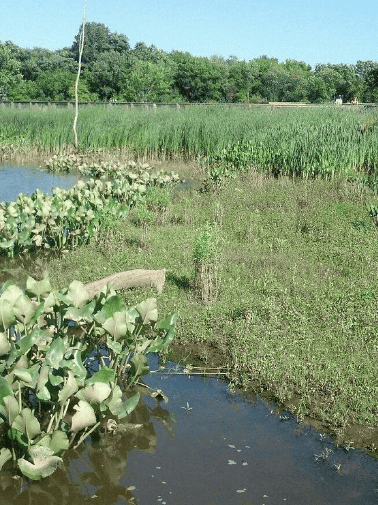 Lush green wetland with water plants and trees in the background, ideal for nature exploration and bird watching.