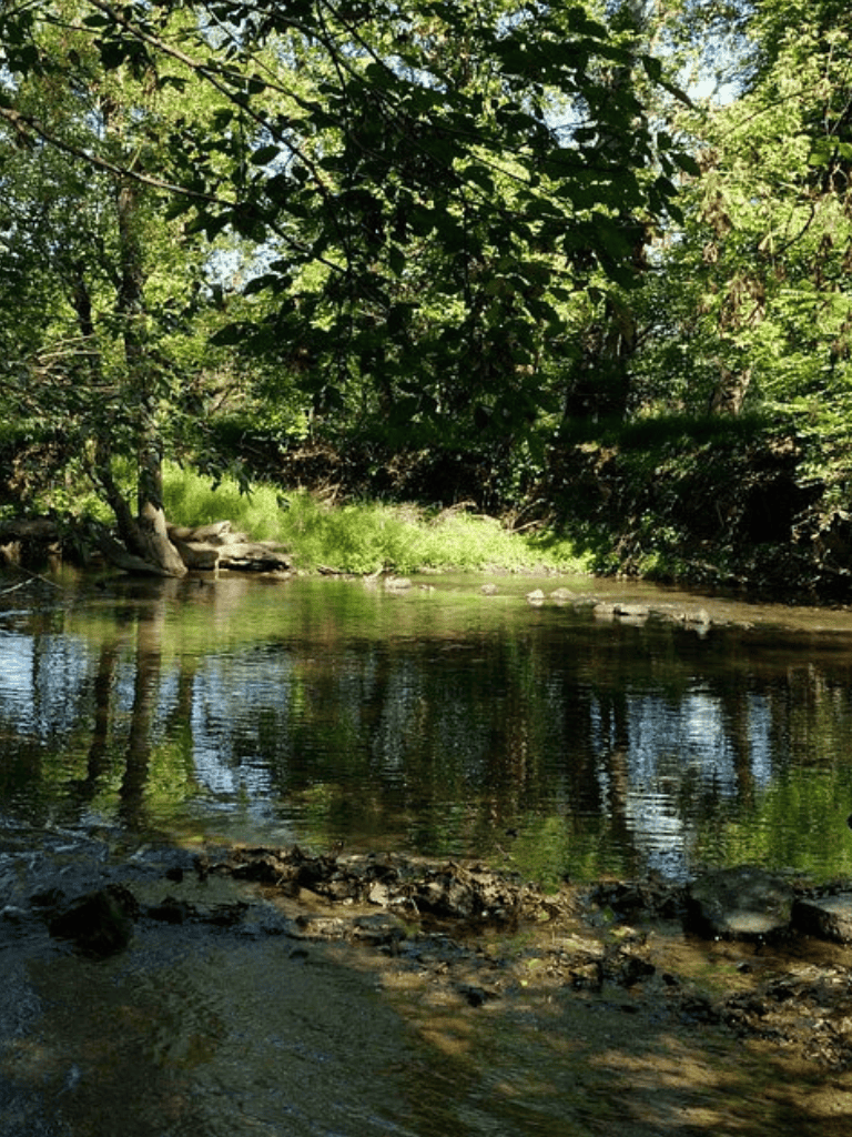 Serene forest stream with lush greenery and clear waters, ideal for nature exploration and outdoor adventures.