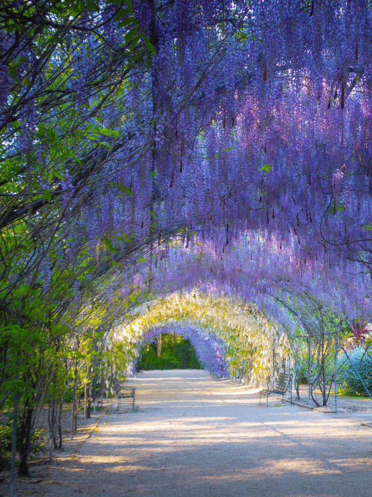 Lush purple wisteria archway garden pathway with benches, scenic nature walk, peaceful outdoor recreational space.