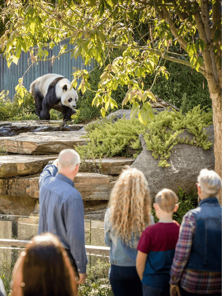 1. Adorable giant panda at zoo, visitors observing in natural habitat setting.