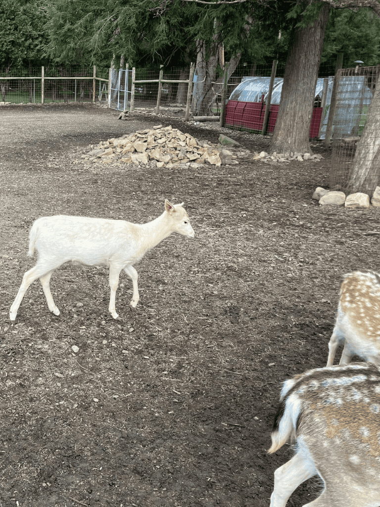 White baby goat in outdoor farm yard with mesh fencing and trees.