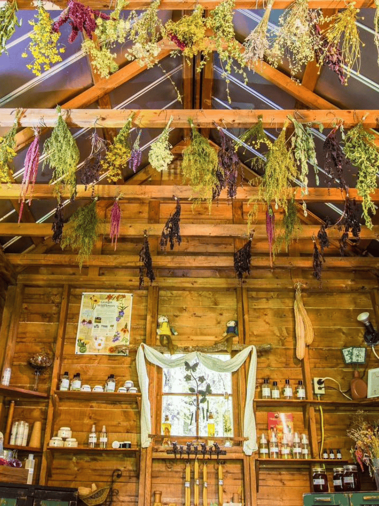 Colorful dried herbs hanging inside a rustic wooden shop.