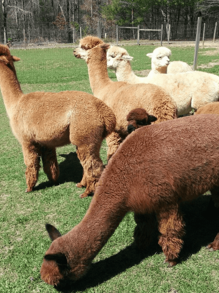 Alpacas grazing on green pasture with a fence in the background.