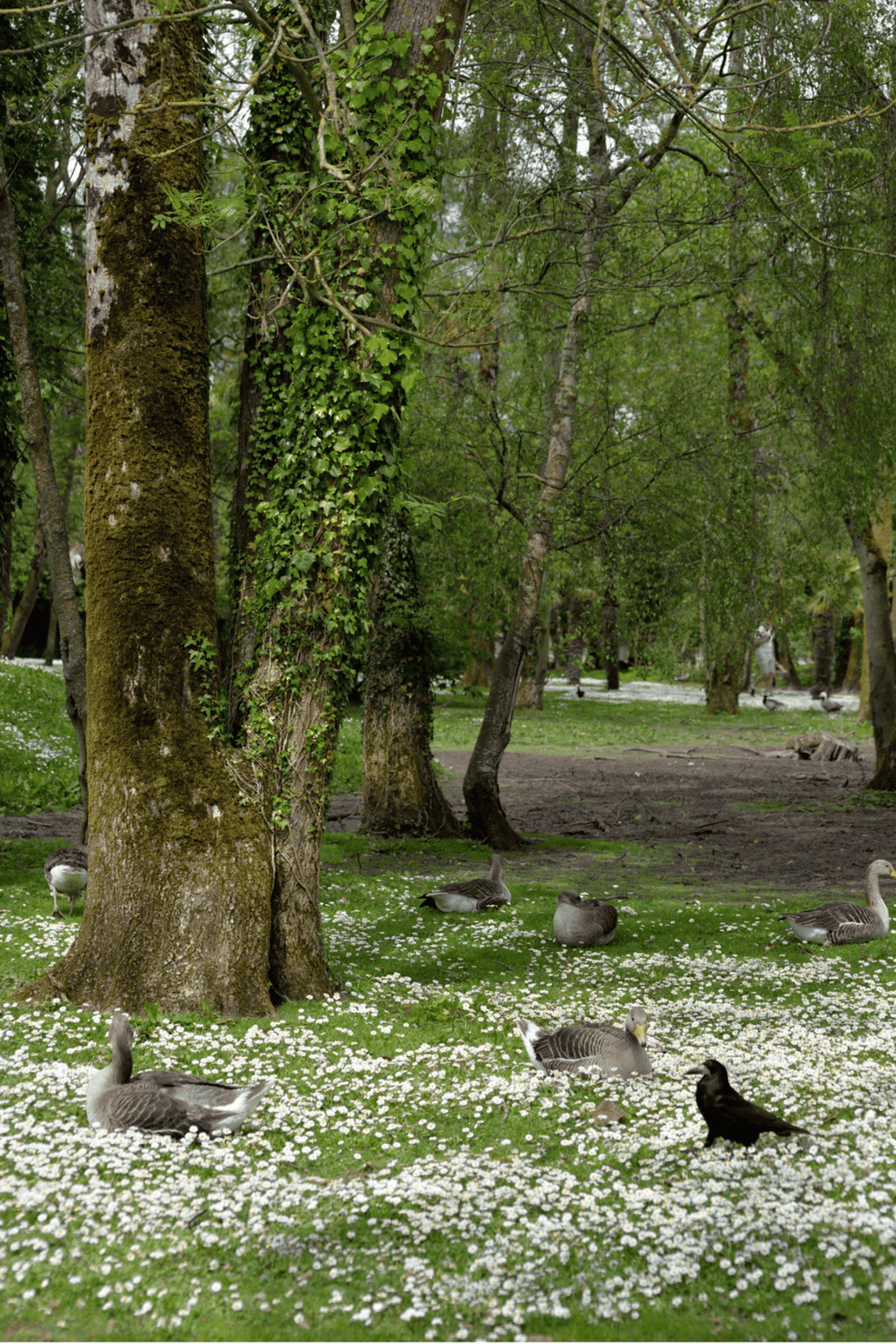 - Ducks resting in a lush, green park with tall trees and blooming white flowers.