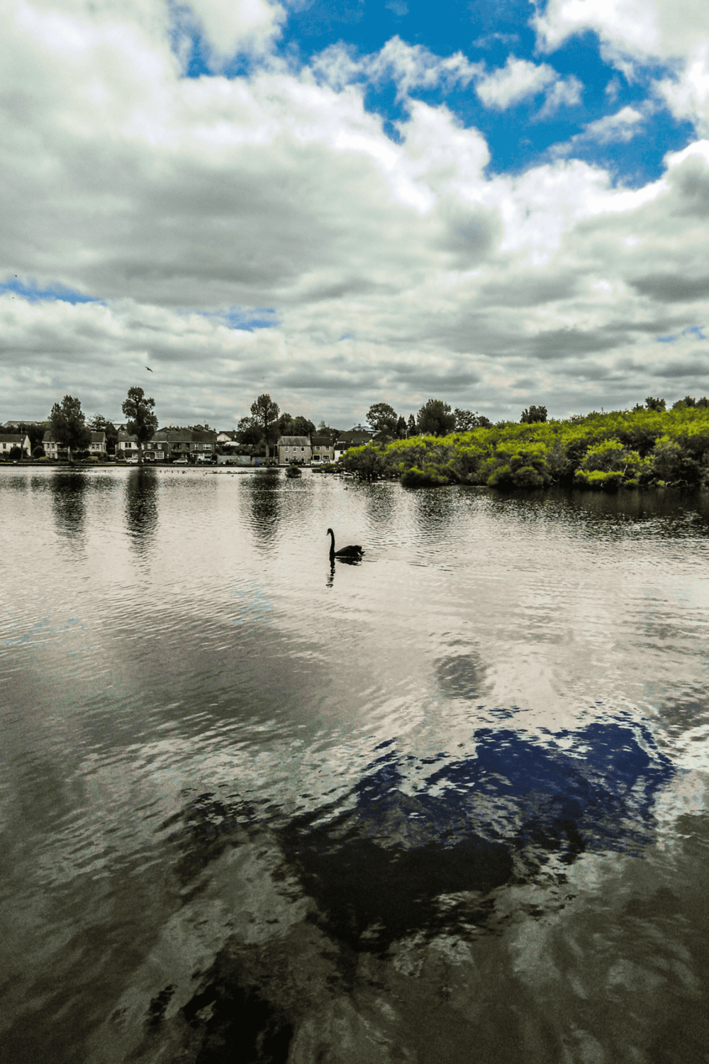 Islands in a calm lake with houses in the background, fluffy clouds, and a black swan swimming.