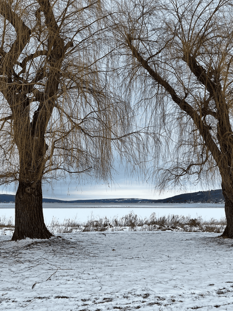 Serene winter landscape with leafless trees and frozen lake in the background, highlighting nature and outdoor travel.