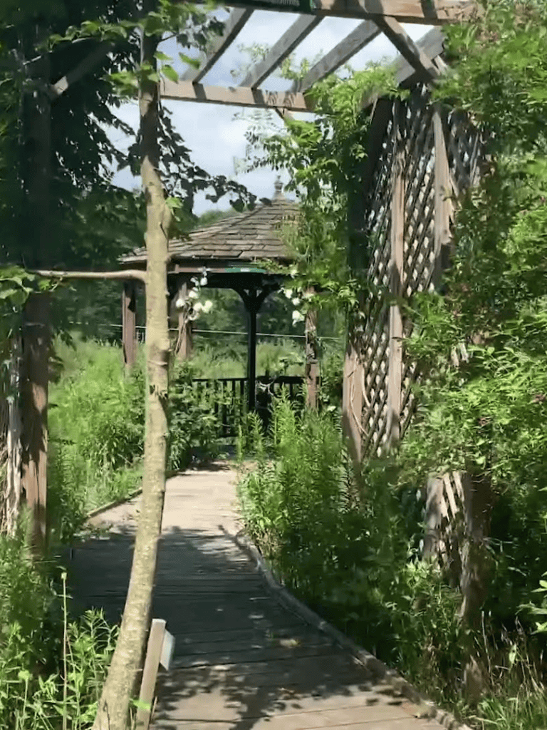 Wooden garden path with pergola and lush greenery, welcoming outdoor space, nature walk, serene garden walkway.