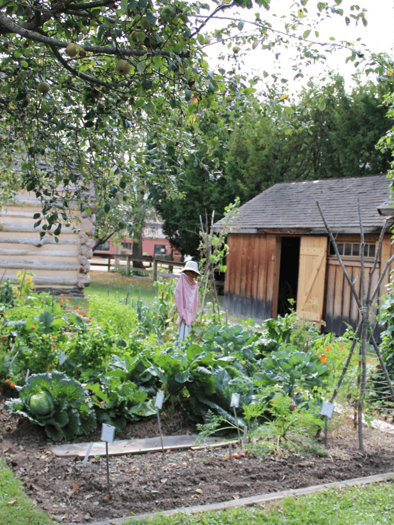 Lush vegetable garden in a rustic backyard with wooden sheds and trees.