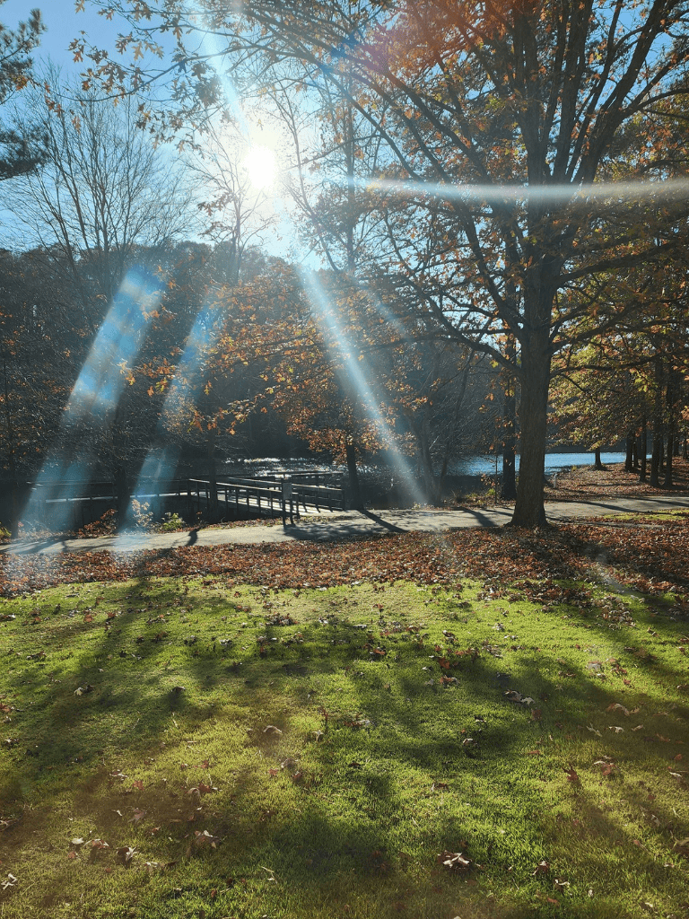 Sun rays shining through autumn trees in park, scenic nature photo.