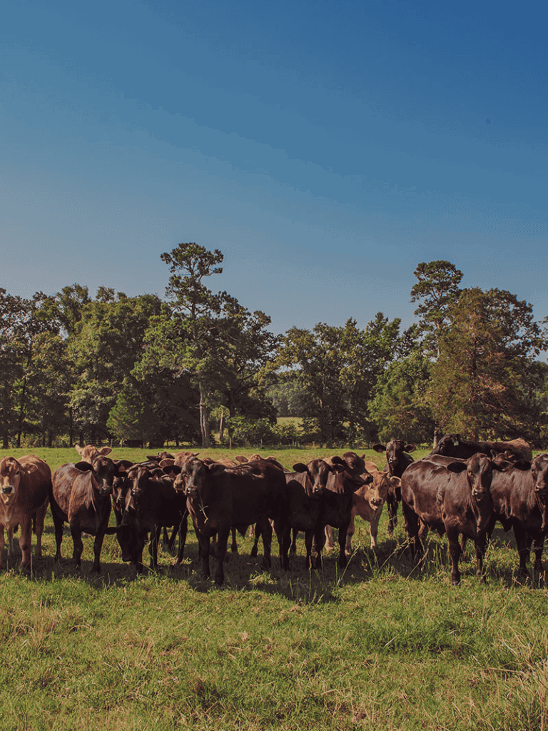 Cattle herd in a green pasture with trees under a clear blue sky.