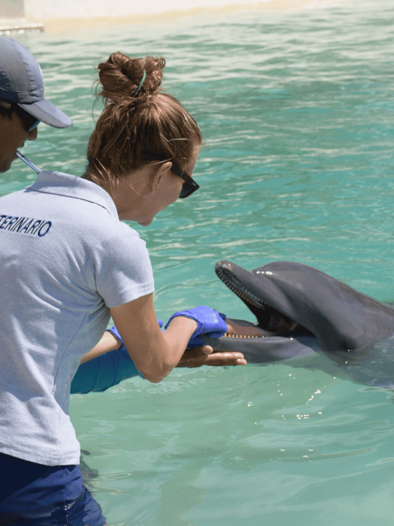 Shark veterinary care at the beach, veterinarian examining a shark with marine life rescue team.