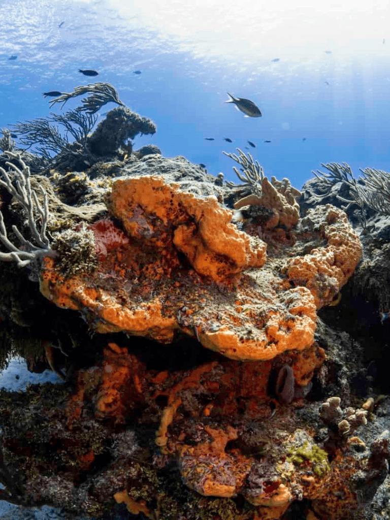 Colorful coral reef with vibrant marine life and clear blue ocean waters.