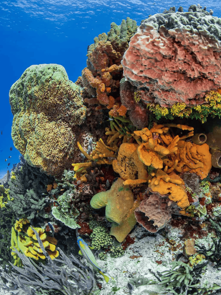 Colorful coral reef with diverse marine life under the sea, vibrant and thriving underwater ecosystem.