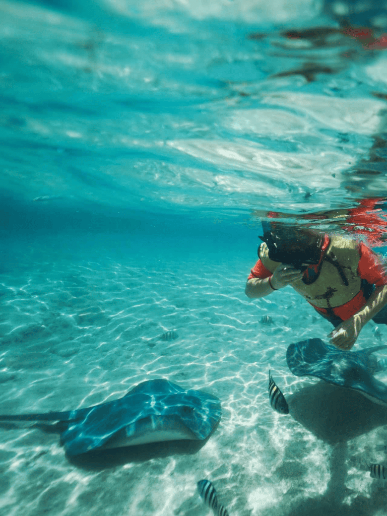 Snorkeling with stingrays in clear blue waters, enjoying marine life adventure.