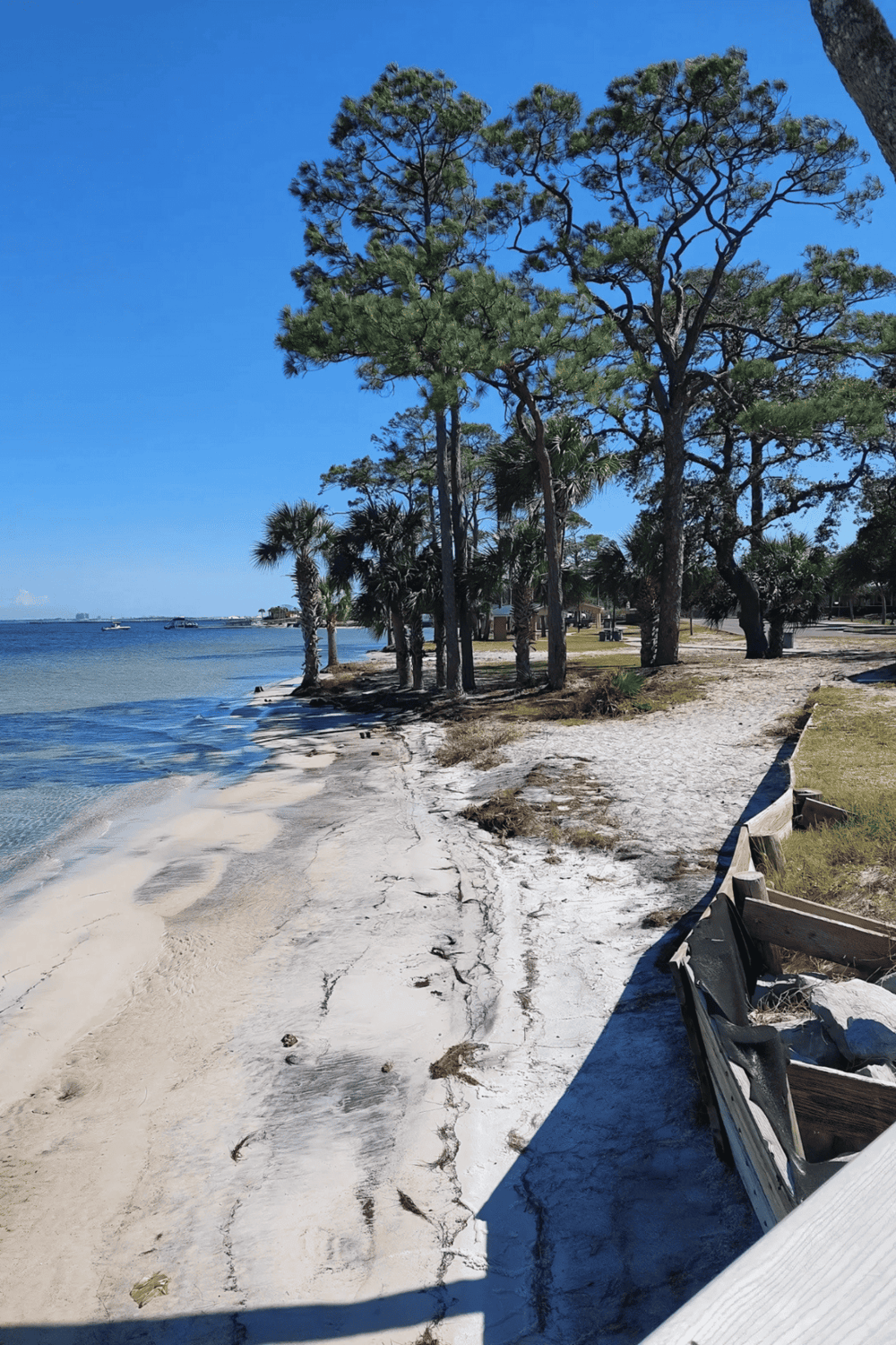 Seaside landscape with pine trees and sandy beach, ideal for vacation planning and outdoor adventures.