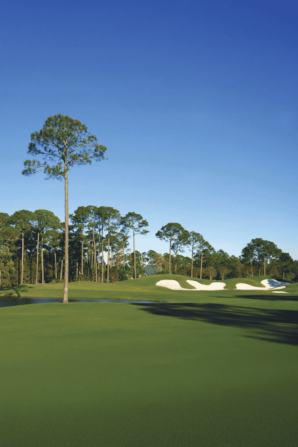 Expansive golf course landscape with trees and sand bunkers under a clear blue sky.