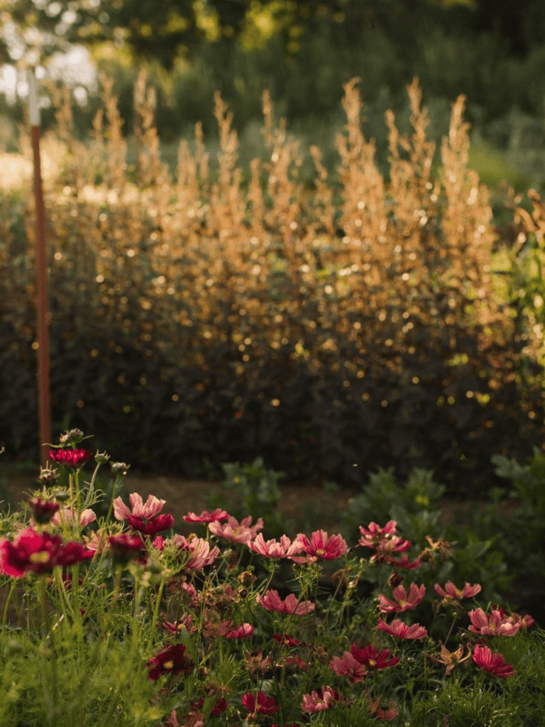 Colorful flower garden with pink and red blooms in the foreground, lush green plants, and warm sunlight illuminating the scene.