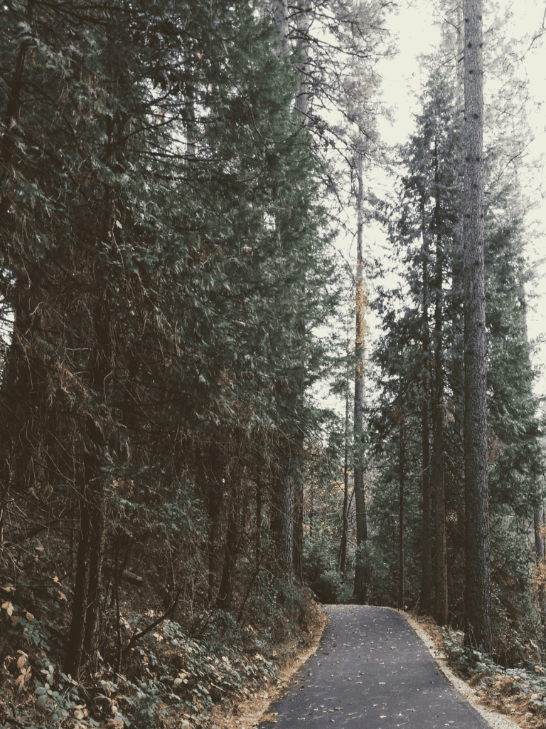 Serene forest trail surrounded by tall trees and lush greenery, perfect for nature walks and outdoor adventures.