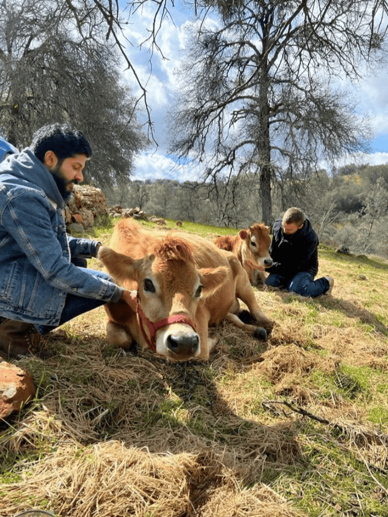 Cows with two people petting them outdoors, farm animals, nature scene, peaceful rural setting, QuestForDirections.