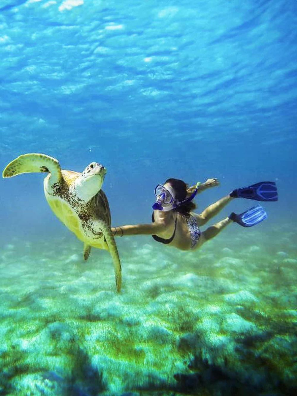 Colorful underwater scene of a woman snorkeling with a sea turtle.