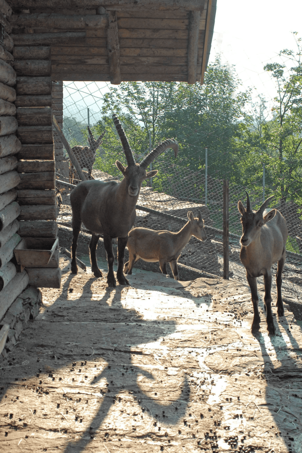 Majestic ibex and goats at a wildlife sanctuary, showcasing animal adventure and nature exploration on Quest for Directions.