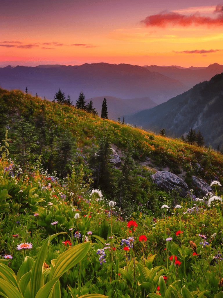 Vibrant mountain landscape with colorful wildflowers at sunset, scenic outdoor nature view.