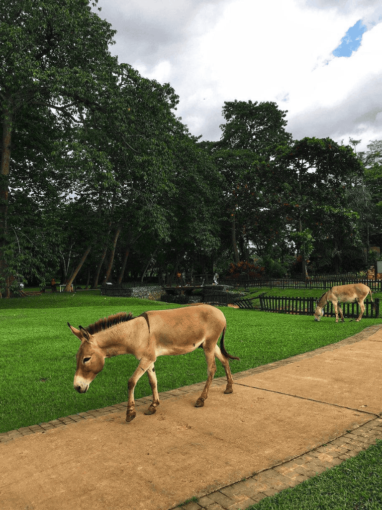 Cute donkey grazing in lush park, serene outdoor setting, nature, peaceful, relaxing, green space, animals, landscape, tranquil environment.
