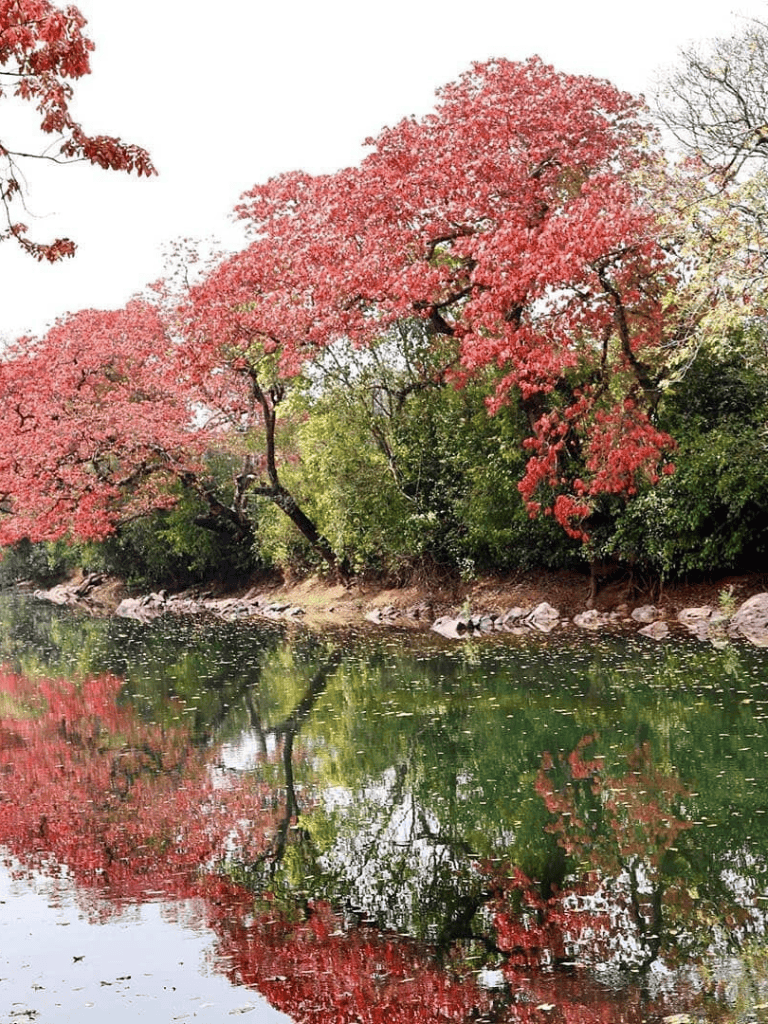 Vibrant pink flowering trees reflected in a calm river during springtime.