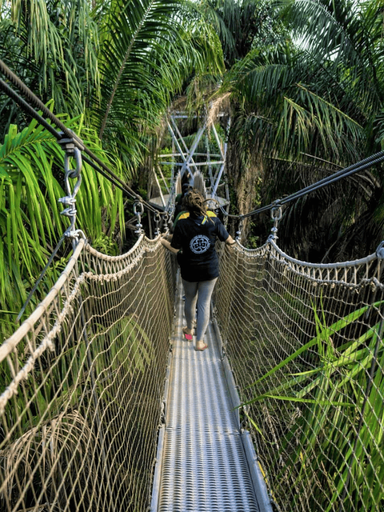 Suspension bridge walk through dense tropical jungle with lush green foliage.