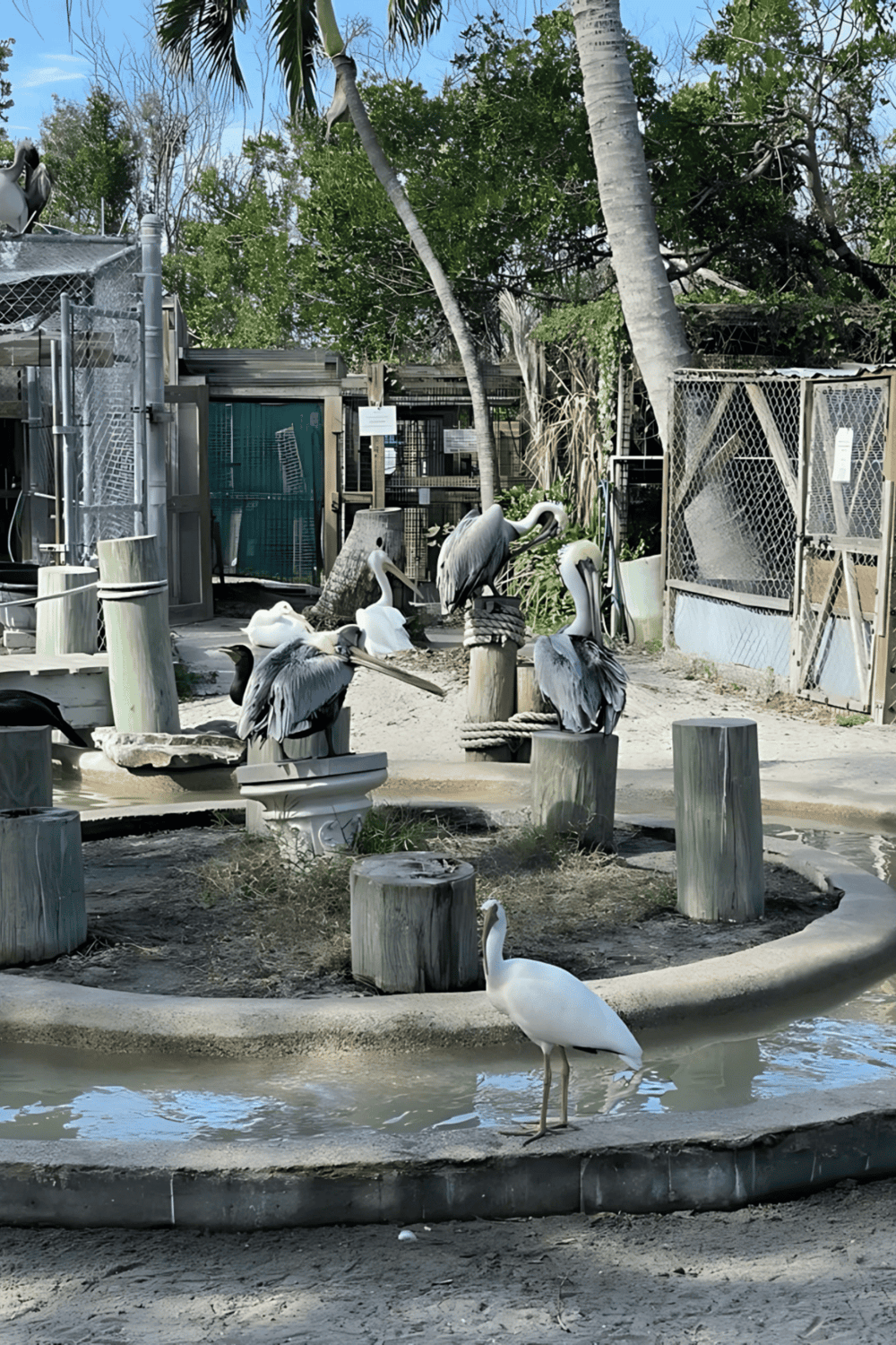 1. Space with pelicans and picnic tables at Quest for Directions sanctuary.