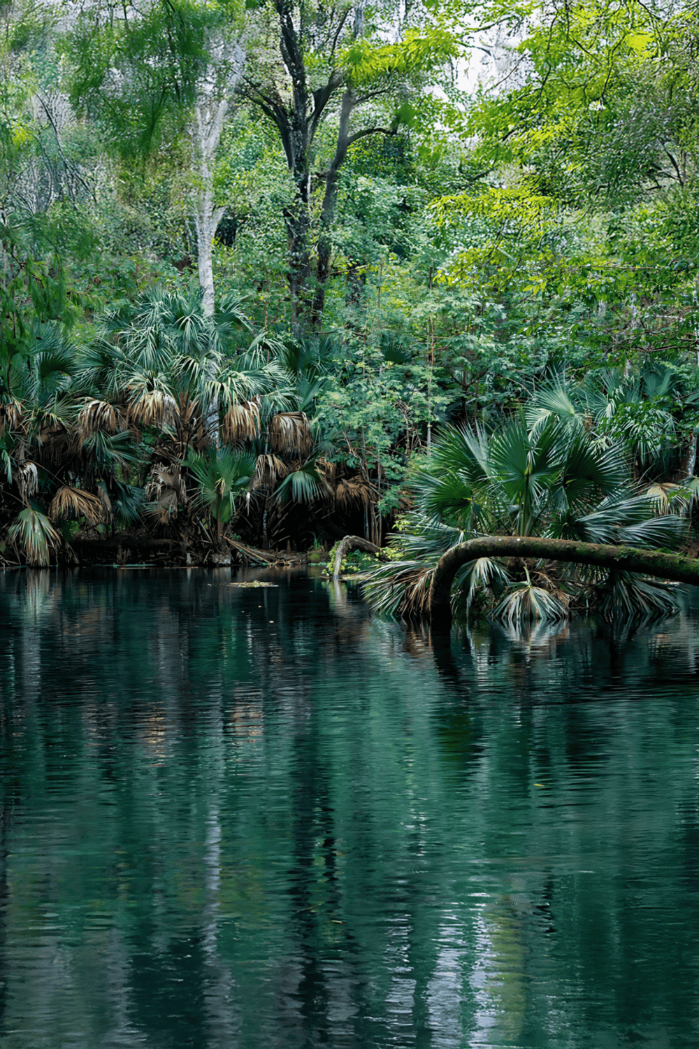 Lush tropical mangrove forest with water reflections and vibrant greenery, ideal for ecological tours and nature exploration.