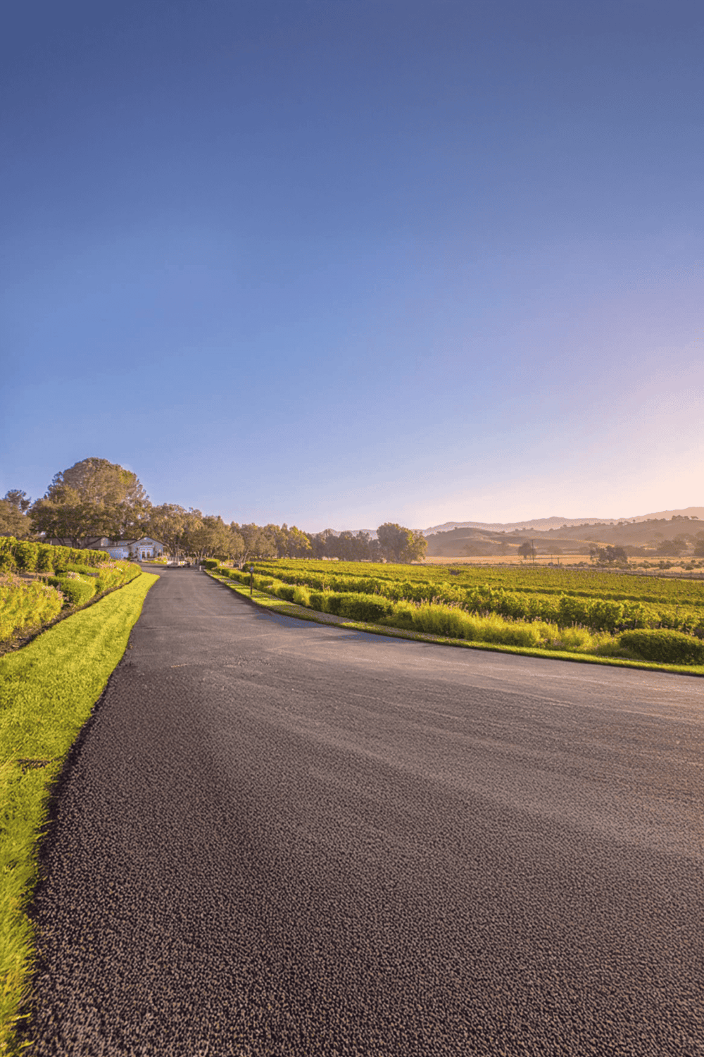 Serene vineyard landscape with paved road and clear blue sky, ideal for travel and outdoor adventures.