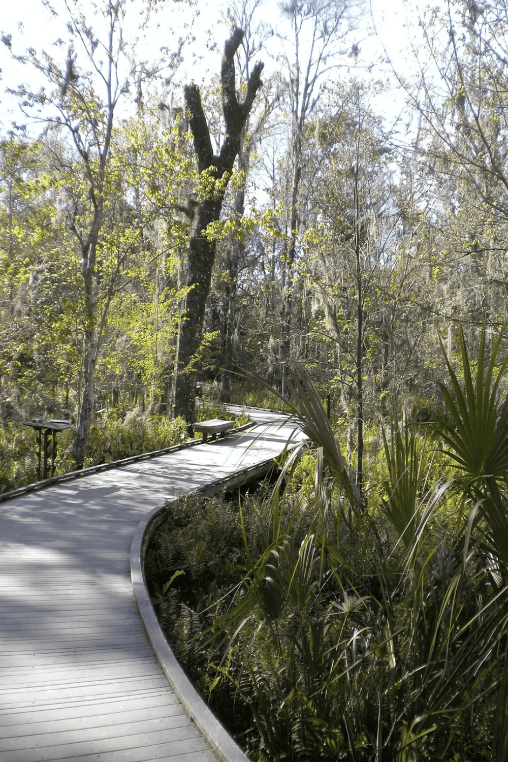 Serene nature trail through lush Florida wetlands with wooden boardwalk for eco-tourism and outdoor adventures.