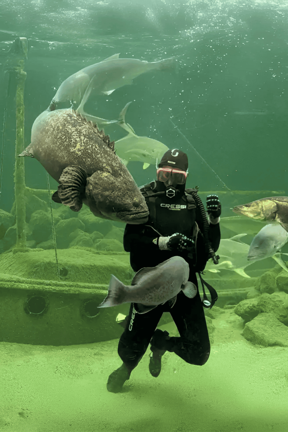 Diving into an underwater refuge with diverse marine life, including fish and sharks, at QuestForDirections aquatic experience.