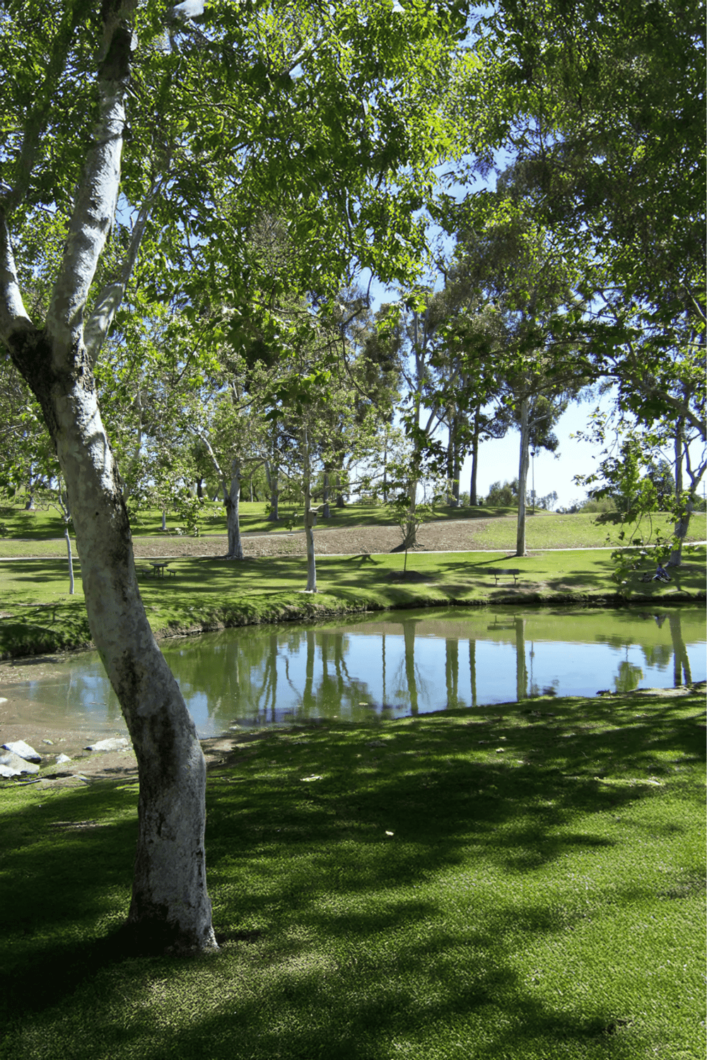 Lush green park with tall trees and a tranquil pond, perfect for outdoor relaxation and nature walks.