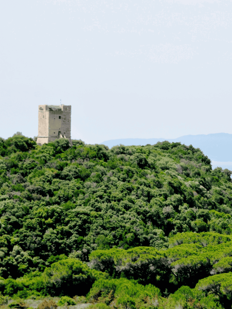 Ancient castle on lush green hilltop surrounded by trees, scenic mountain view in background, historical site sightseeing, travel destination.