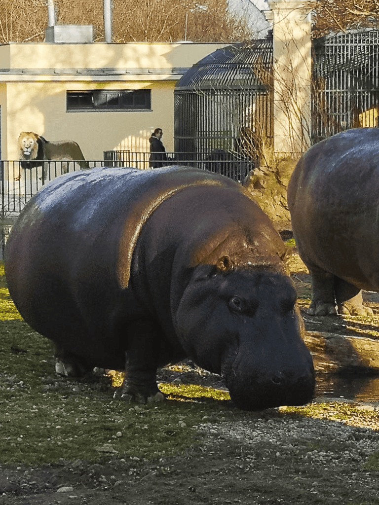 Hippo at zoo with lion enclosure in background, wildlife conservation, animal exhibit, QuestForDirections.