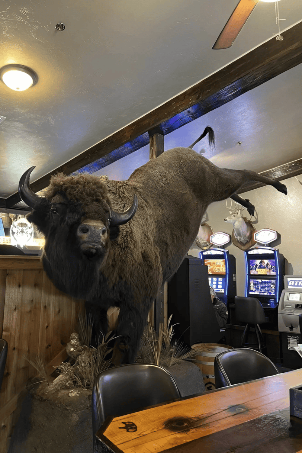 Buffalo taxidermy mount in a restaurant with gaming machines in the background, rustic decor, and wooden accents.