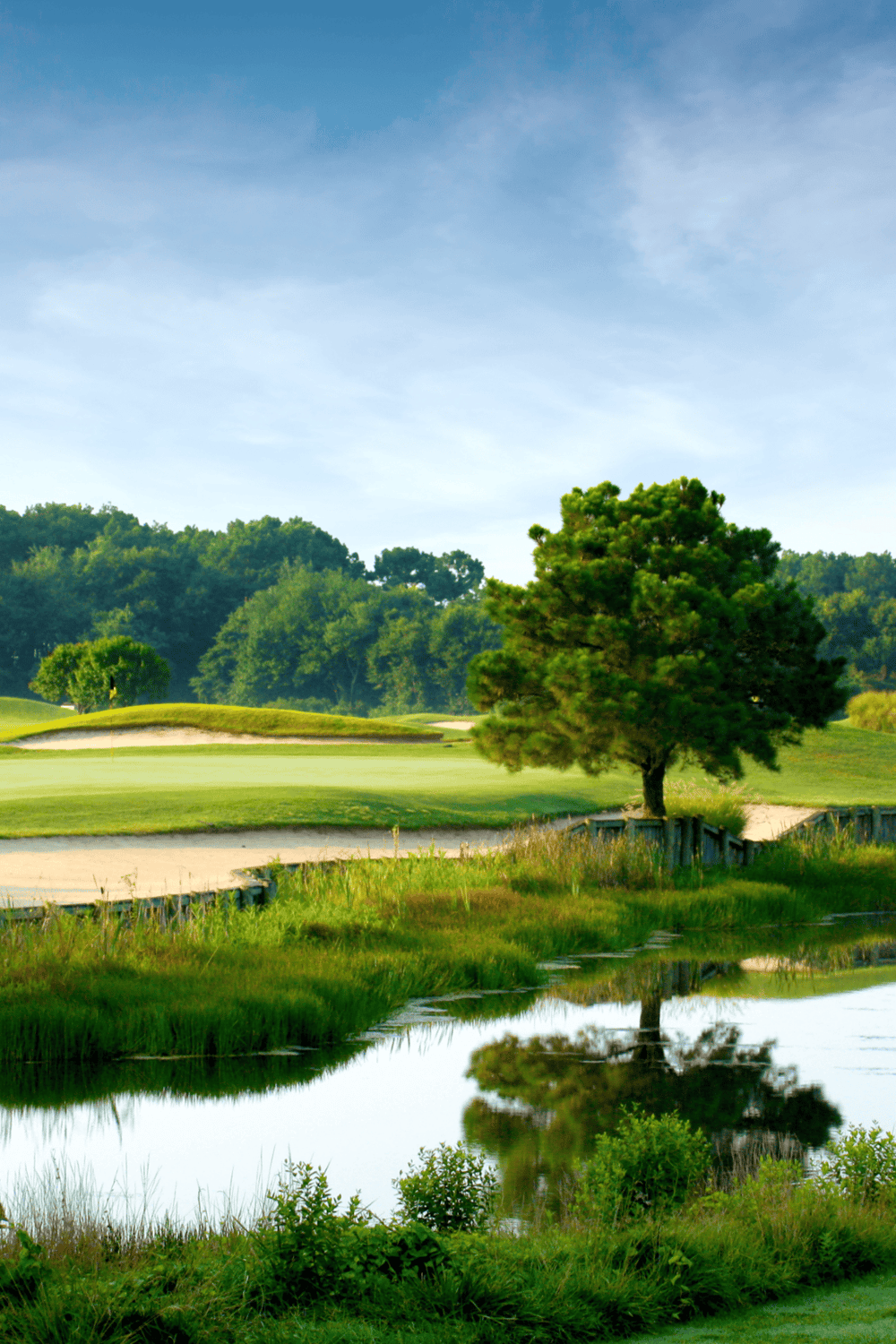 Lush golf course with a tree next to a water hazard, perfect for golf enthusiasts.