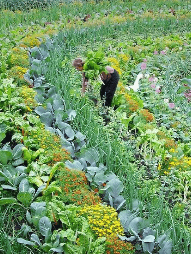 Vibrant vegetable garden with lush greens and colorful flowers flourishing in outdoor setting.