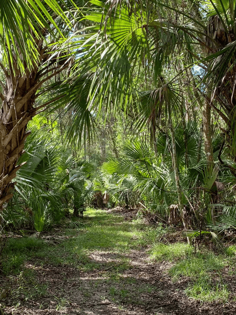 Lush tropical jungle trail with dense green foliage and canopy overhead.