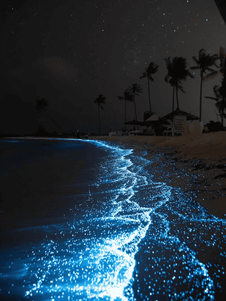 Bioluminescent beach glow at night with palm trees and starry sky in the background.