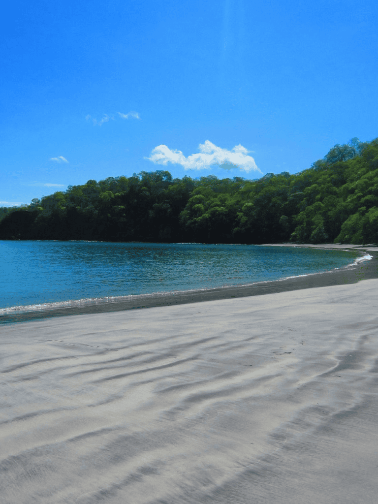 Serene beach with clear water and lush green trees under a bright blue sky.