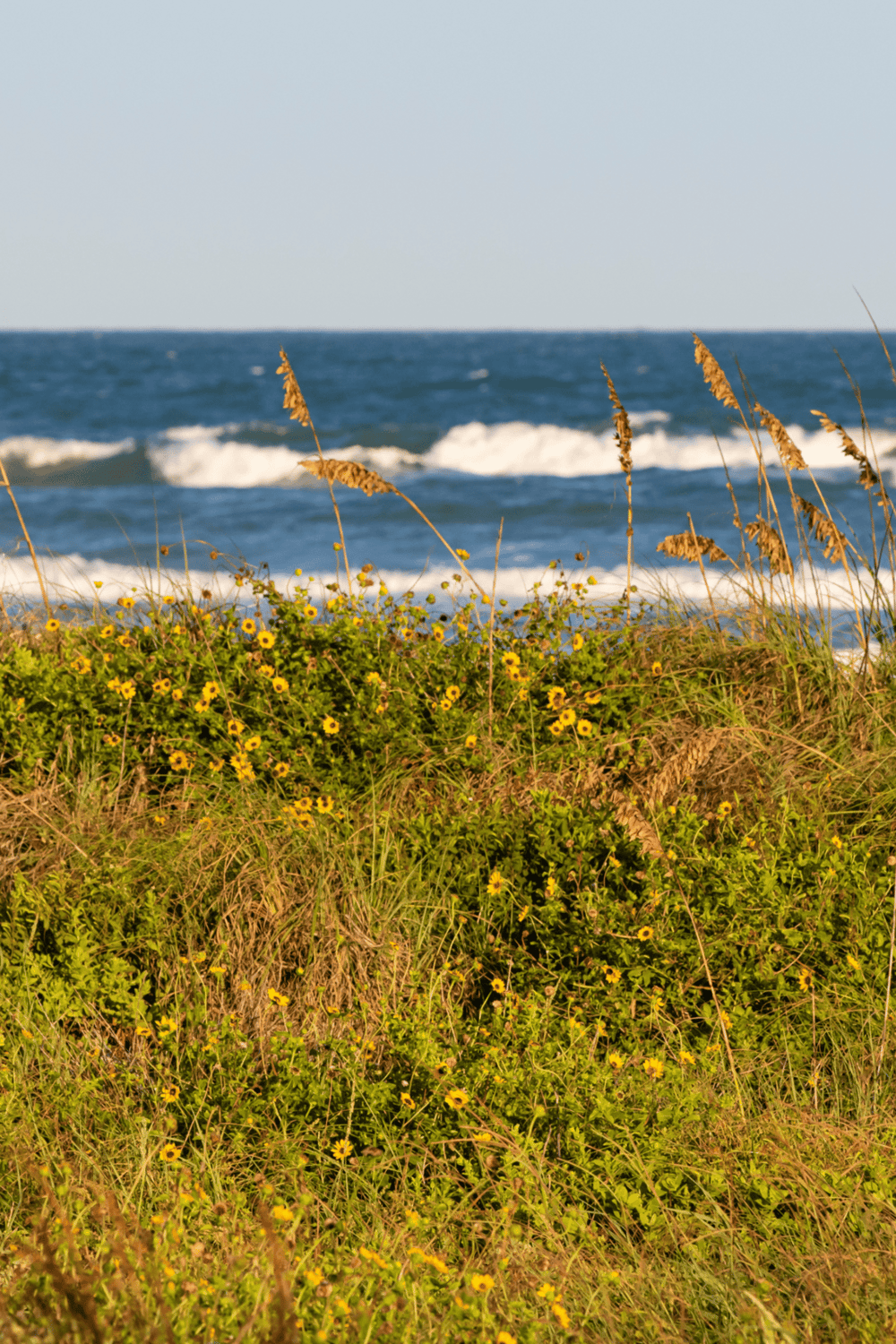 Seaside plants and wildflowers with ocean waves in the background, perfect for coastal navigation and outdoor adventure.